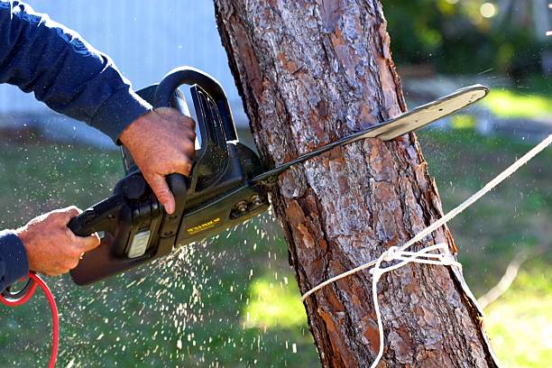 Mulching Services in Wailea, HI